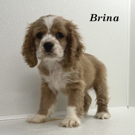 puppy, for, sale, Cocker Spaniel, Joe & Cherri  Overlease, dog, breeder, Miller, MO, dog-breeder, puppy-for-sale, forsale, nearby, find, puppyfind, locator, puppylocator, aca